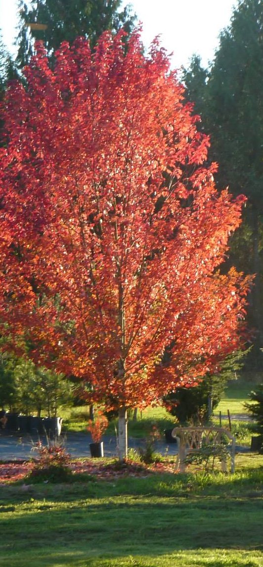 October Glory Red Maple